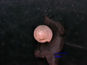 Media type: image;   Malacology 125505 Description: tip view of shell;  Aspect: apical